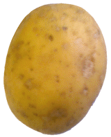 Terrana